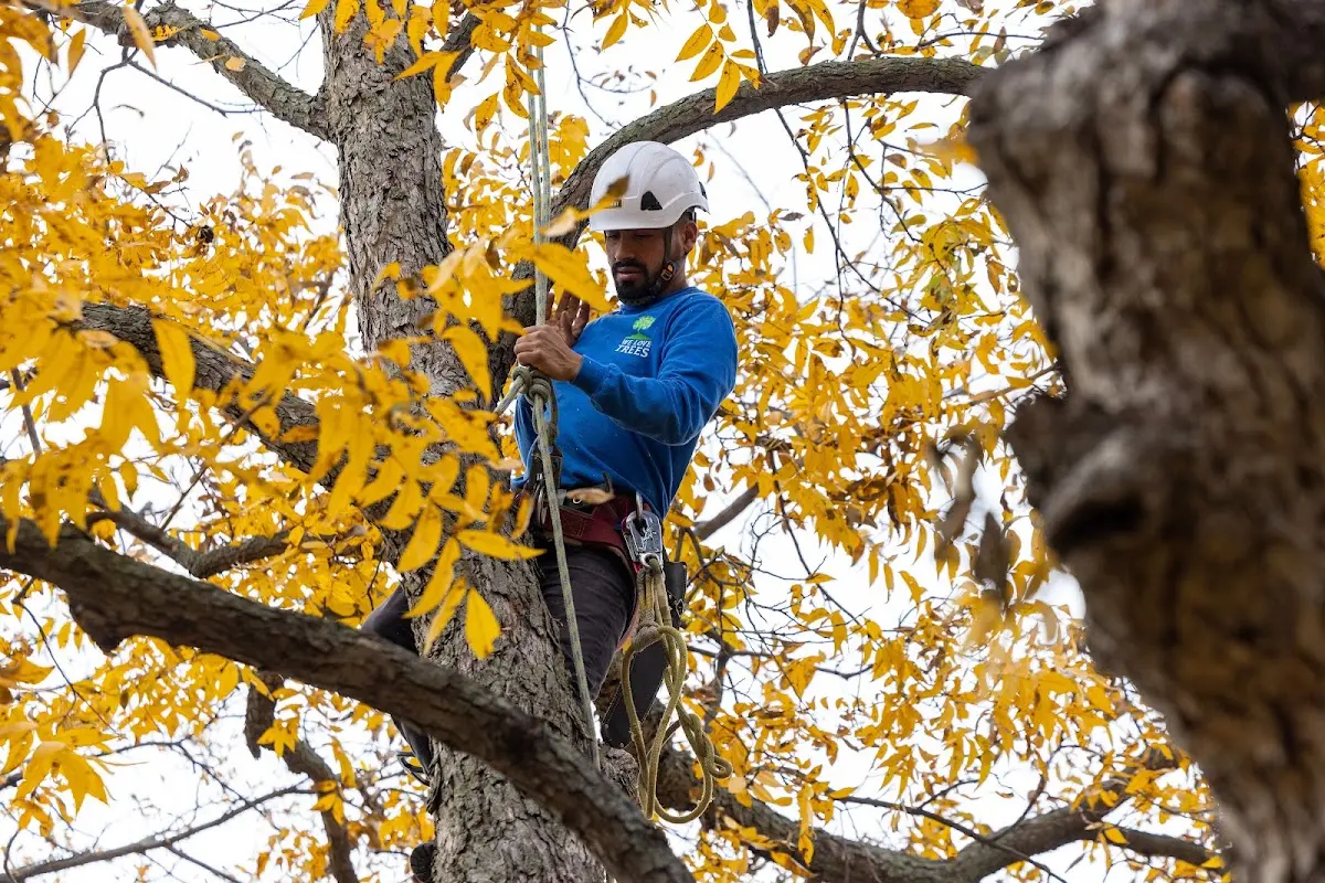 Skilled Tree Trimming crew working in Darlington
